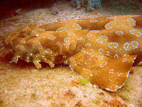 800px_wobbegong.jpg